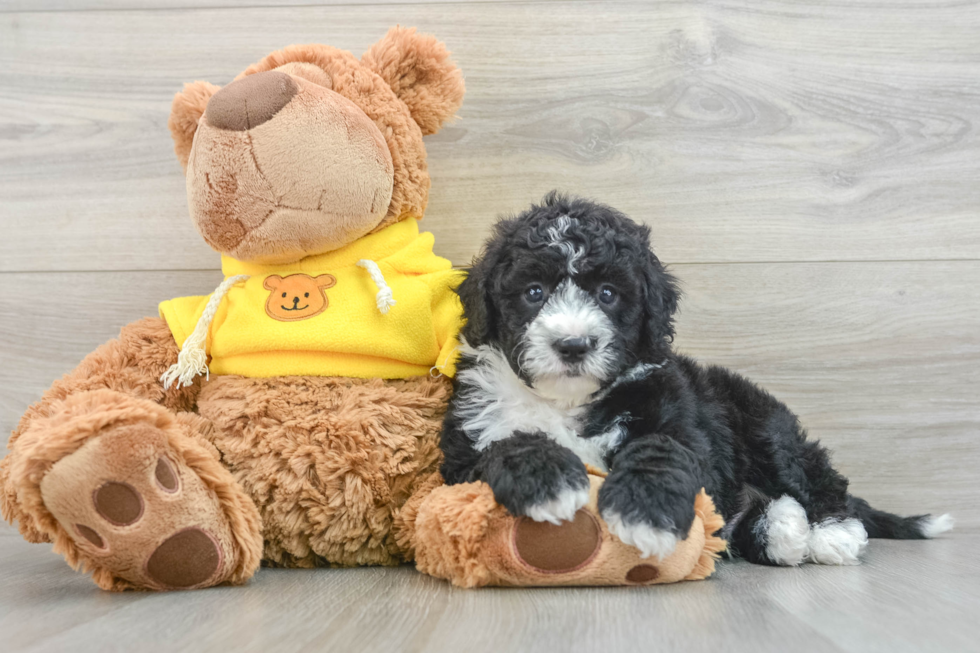 Playful Sheepdoodle Poodle Mix Puppy