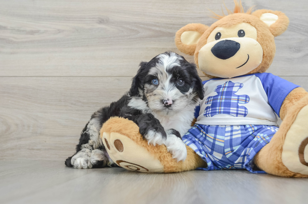 5 week old Mini Sheepadoodle Puppy For Sale - Florida Fur Babies