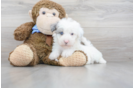 Meet Ralph - our Mini Sheepadoodle Puppy Photo 2/3 - Florida Fur Babies