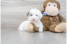 Meet Ralph - our Mini Sheepadoodle Puppy Photo 1/3 - Florida Fur Babies