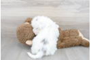Meet Ralph - our Mini Sheepadoodle Puppy Photo 3/3 - Florida Fur Babies