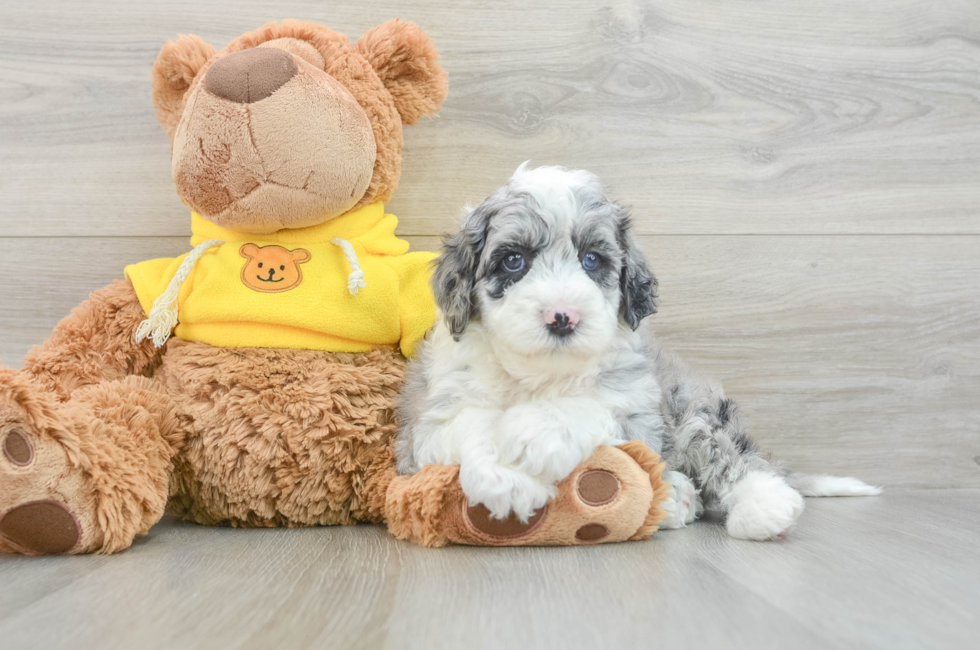 5 week old Mini Sheepadoodle Puppy For Sale - Florida Fur Babies