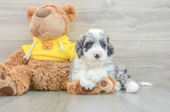 Mini Sheepadoodle Pup Being Cute