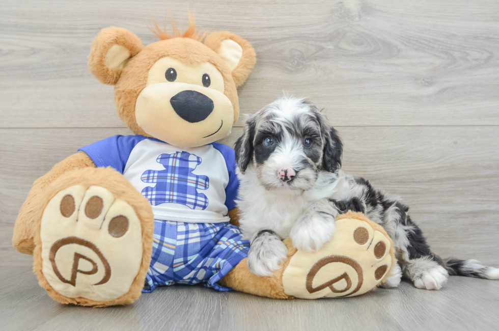 5 week old Mini Sheepadoodle Puppy For Sale - Florida Fur Babies