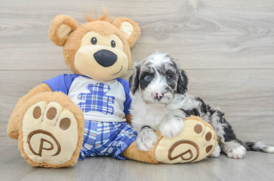 Mini Sheepadoodle Pup Being Cute