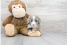 Meet Ranger - our Mini Sheepadoodle Puppy Photo 1/3 - Florida Fur Babies