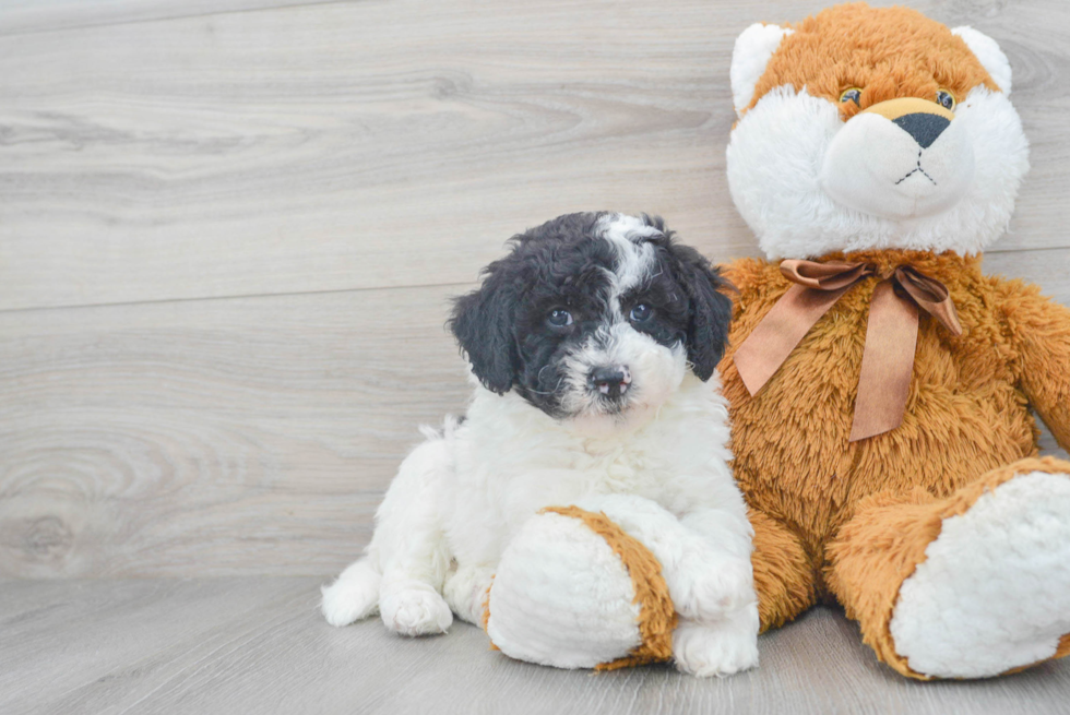 Little Sheep Dog Poodle Mix Puppy
