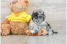 Mini Sheepadoodle Puppy for Adoption