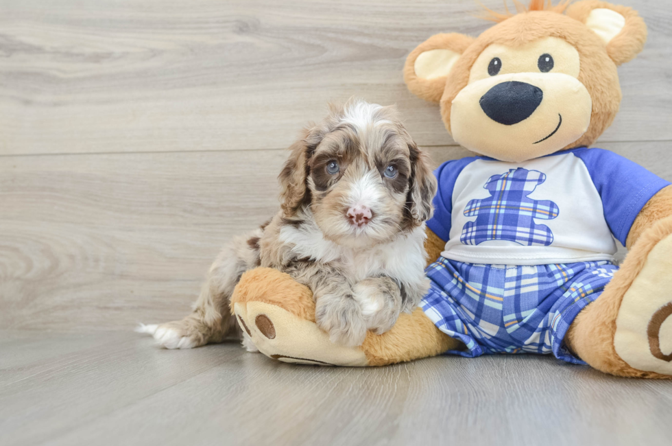 5 week old Mini Sheepadoodle Puppy For Sale - Florida Fur Babies