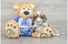 Popular Mini Sheepadoodle Poodle Mix Pup