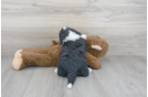 Meet Regan - our Mini Sheepadoodle Puppy Photo 3/3 - Florida Fur Babies