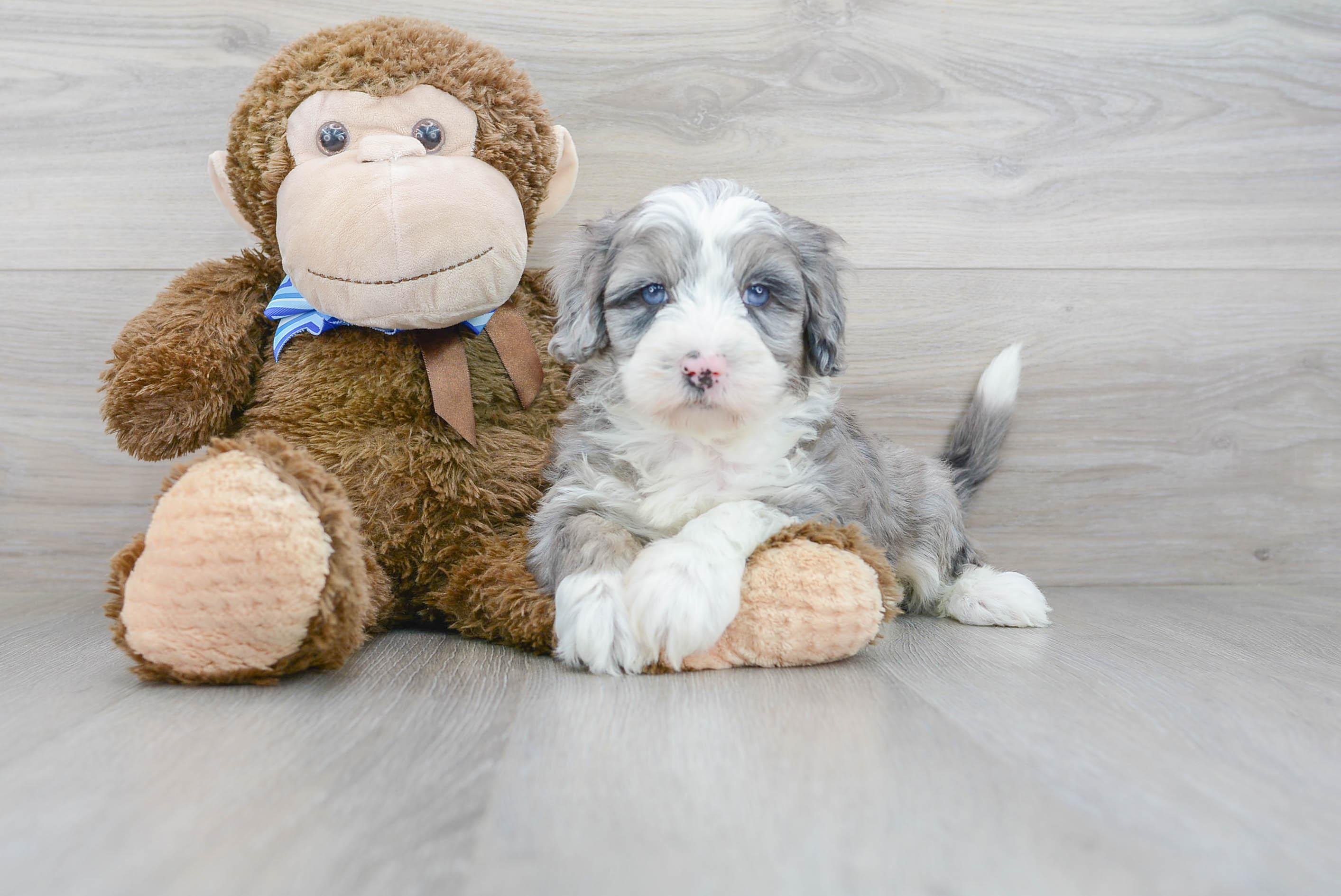 Sheepadoodle fashion adoption