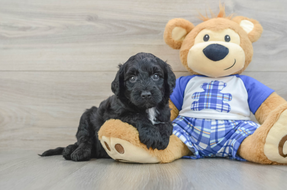 5 week old Mini Sheepadoodle Puppy For Sale - Florida Fur Babies