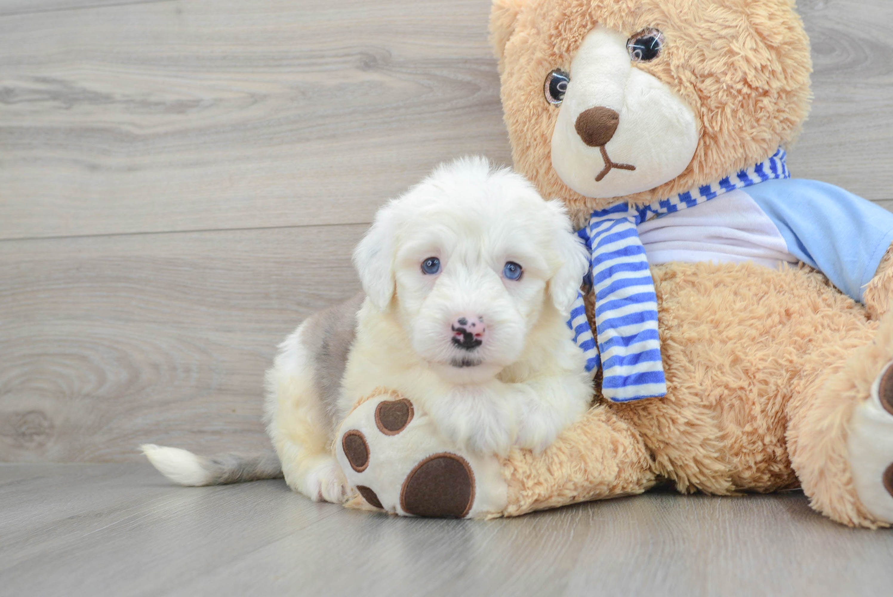 Mini sheepadoodle best sale full grown