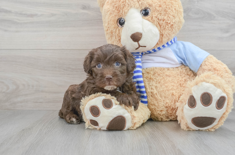 6 week old Mini Sheepadoodle Puppy For Sale - Florida Fur Babies