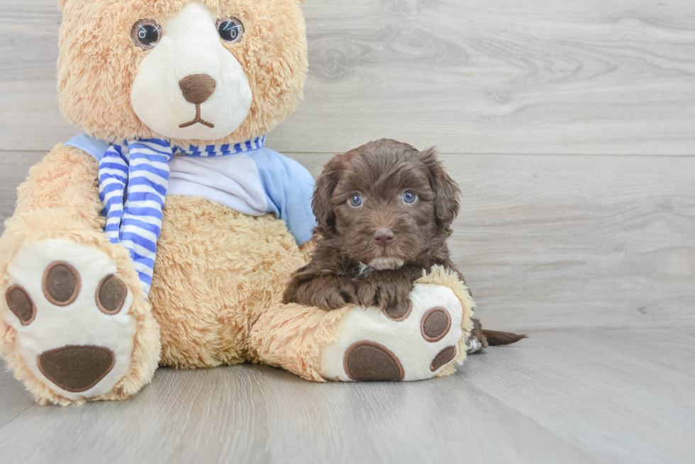 Funny Mini Sheepadoodle Poodle Mix Pup