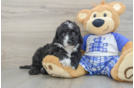 Funny Mini Sheepadoodle Poodle Mix Pup