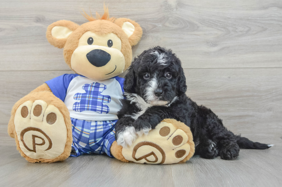 5 week old Mini Sheepadoodle Puppy For Sale - Florida Fur Babies