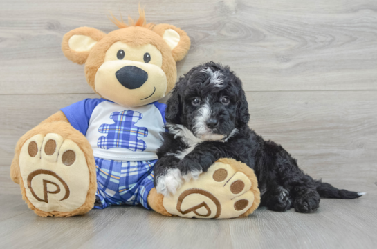 Mini Sheepadoodle Pup Being Cute