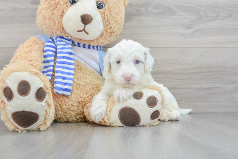 Best Mini Sheepadoodle Baby