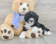 8 week old Mini Sheepadoodle Puppy For Sale - Florida Fur Babies