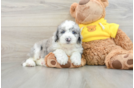 Popular Mini Sheepadoodle Poodle Mix Pup