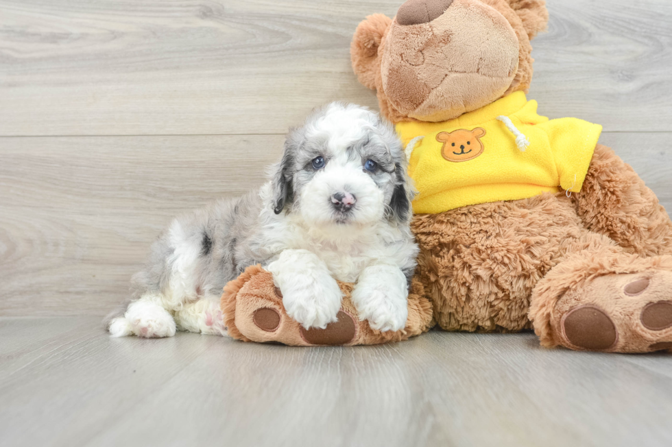 Popular Mini Sheepadoodle Poodle Mix Pup