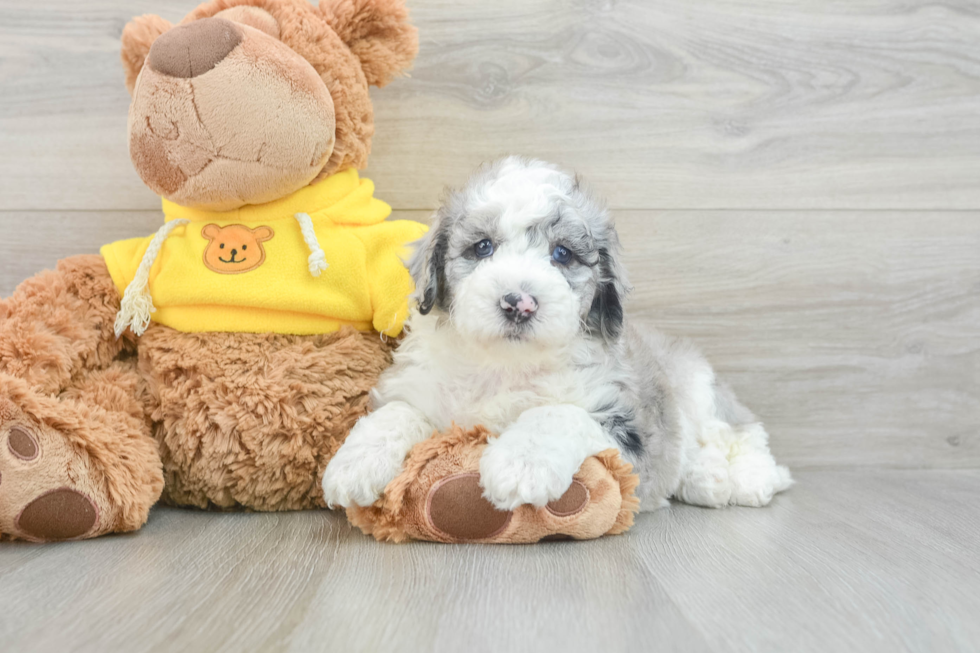 Best Mini Sheepadoodle Baby