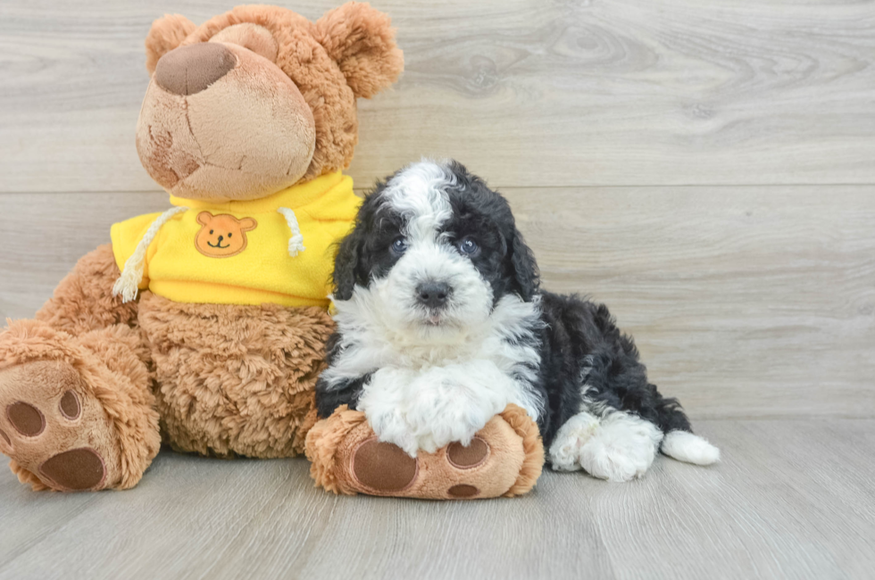 5 week old Mini Sheepadoodle Puppy For Sale - Florida Fur Babies