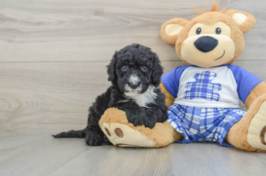 Mini Sheepadoodle Puppy for Adoption