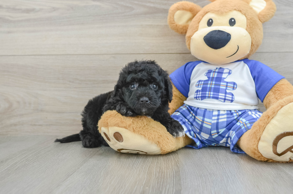 5 week old Mini Sheepadoodle Puppy For Sale - Florida Fur Babies