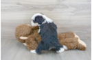 Meet Ros - our Mini Sheepadoodle Puppy Photo 3/3 - Florida Fur Babies