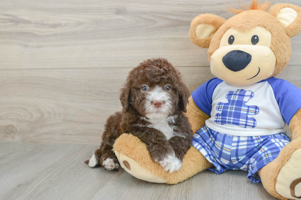 Energetic Mini Sheepapoo Poodle Mix Puppy