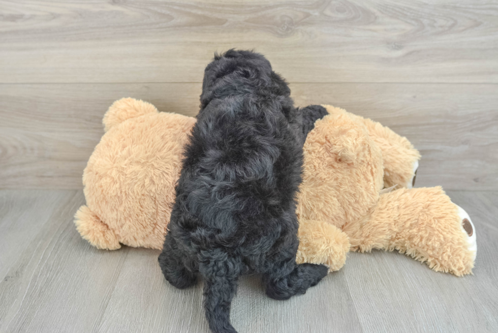 Petite Mini Sheepadoodle Poodle Mix Pup