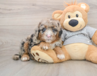 5 week old Mini Sheepadoodle Puppy For Sale - Florida Fur Babies