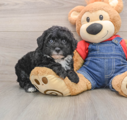 5 week old Mini Sheepadoodle Puppy For Sale - Florida Fur Babies