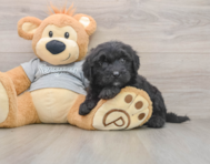 6 week old Mini Sheepadoodle Puppy For Sale - Florida Fur Babies