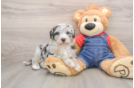 Friendly Mini Sheepadoodle Baby