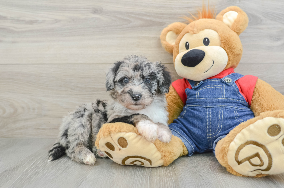 7 week old Mini Sheepadoodle Puppy For Sale - Florida Fur Babies