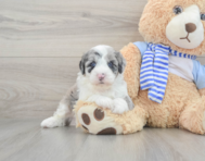 7 week old Mini Sheepadoodle Puppy For Sale - Florida Fur Babies