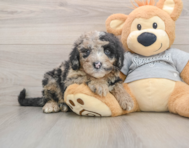 5 week old Mini Sheepadoodle Puppy For Sale - Florida Fur Babies