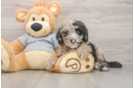 Mini Sheepadoodle Puppy for Adoption