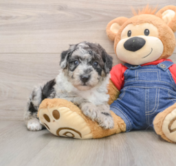 5 week old Mini Sheepadoodle Puppy For Sale - Florida Fur Babies