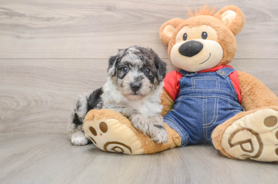 Best Mini Sheepadoodle Baby