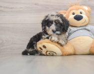 7 week old Mini Sheepadoodle Puppy For Sale - Florida Fur Babies
