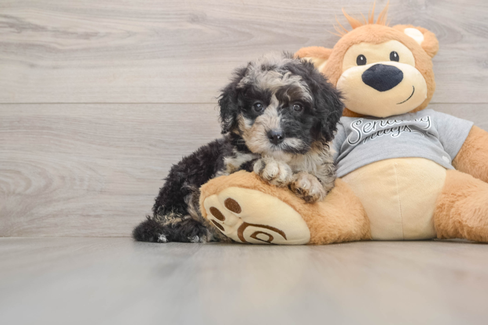 Playful Sheepdoodle Poodle Mix Puppy