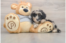Cute Mini Sheepadoodle Baby