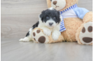 Adorable Sheep Dog Poodle Mix Puppy