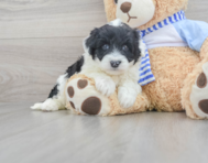 11 week old Mini Sheepadoodle Puppy For Sale - Florida Fur Babies