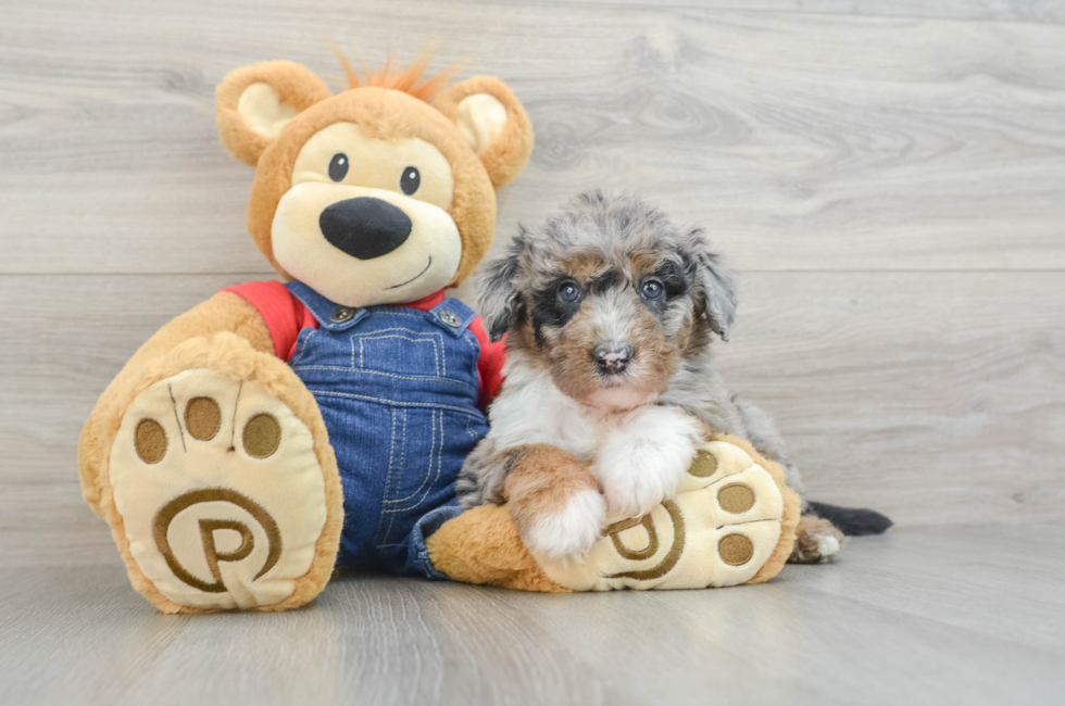 7 week old Mini Sheepadoodle Puppy For Sale - Florida Fur Babies